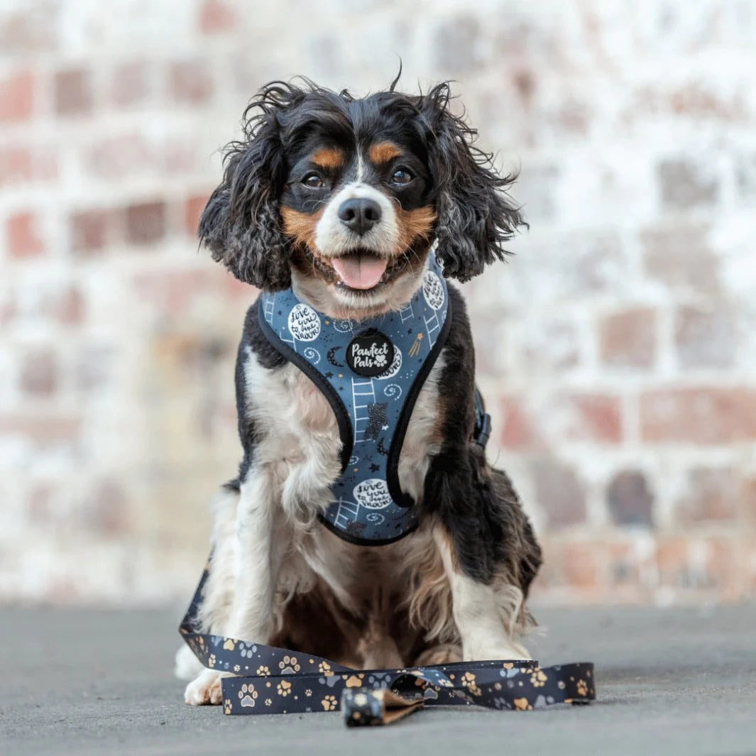 Reversible Dog Harness - I love you Beary Much