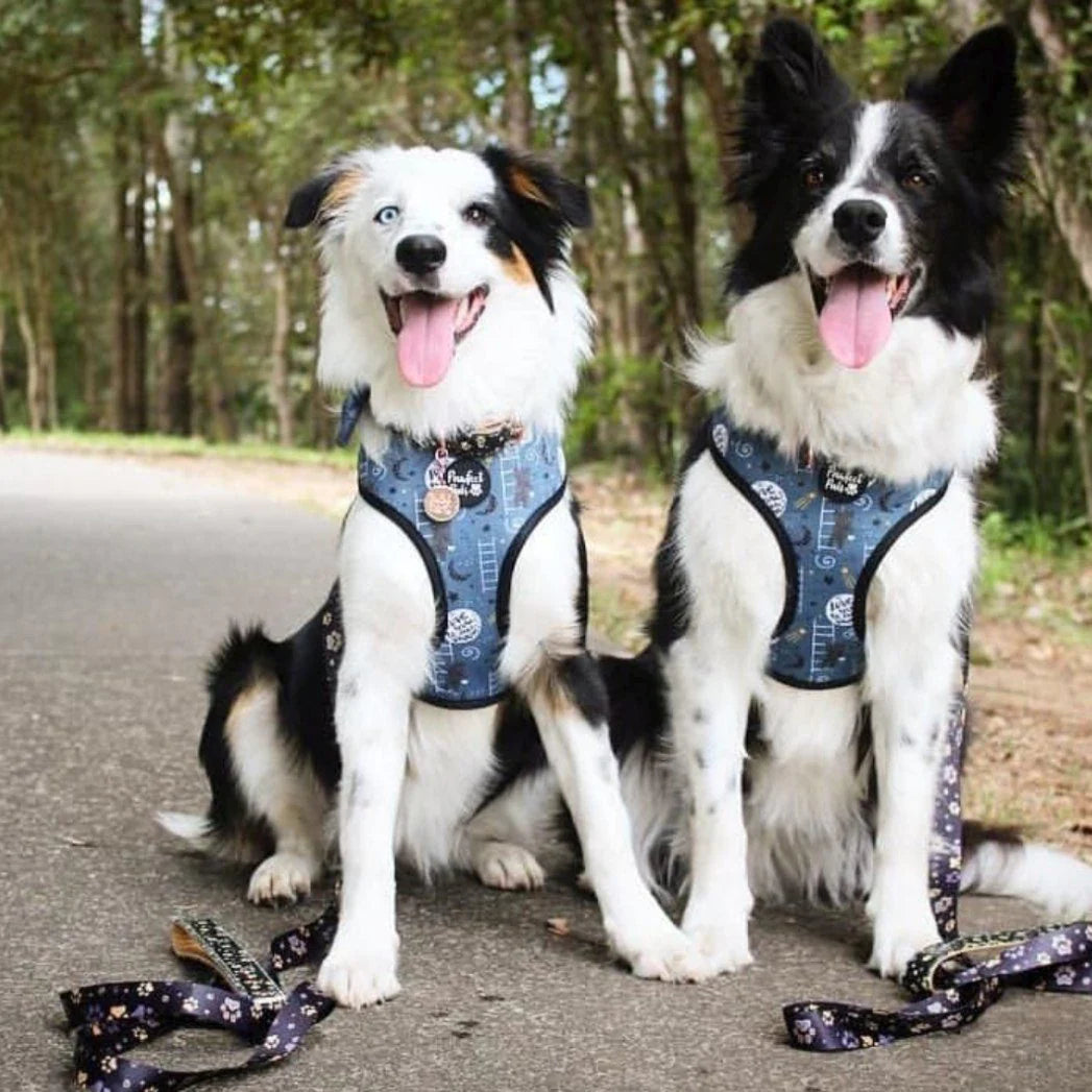 Reversible Dog Harness - I love you Beary Much