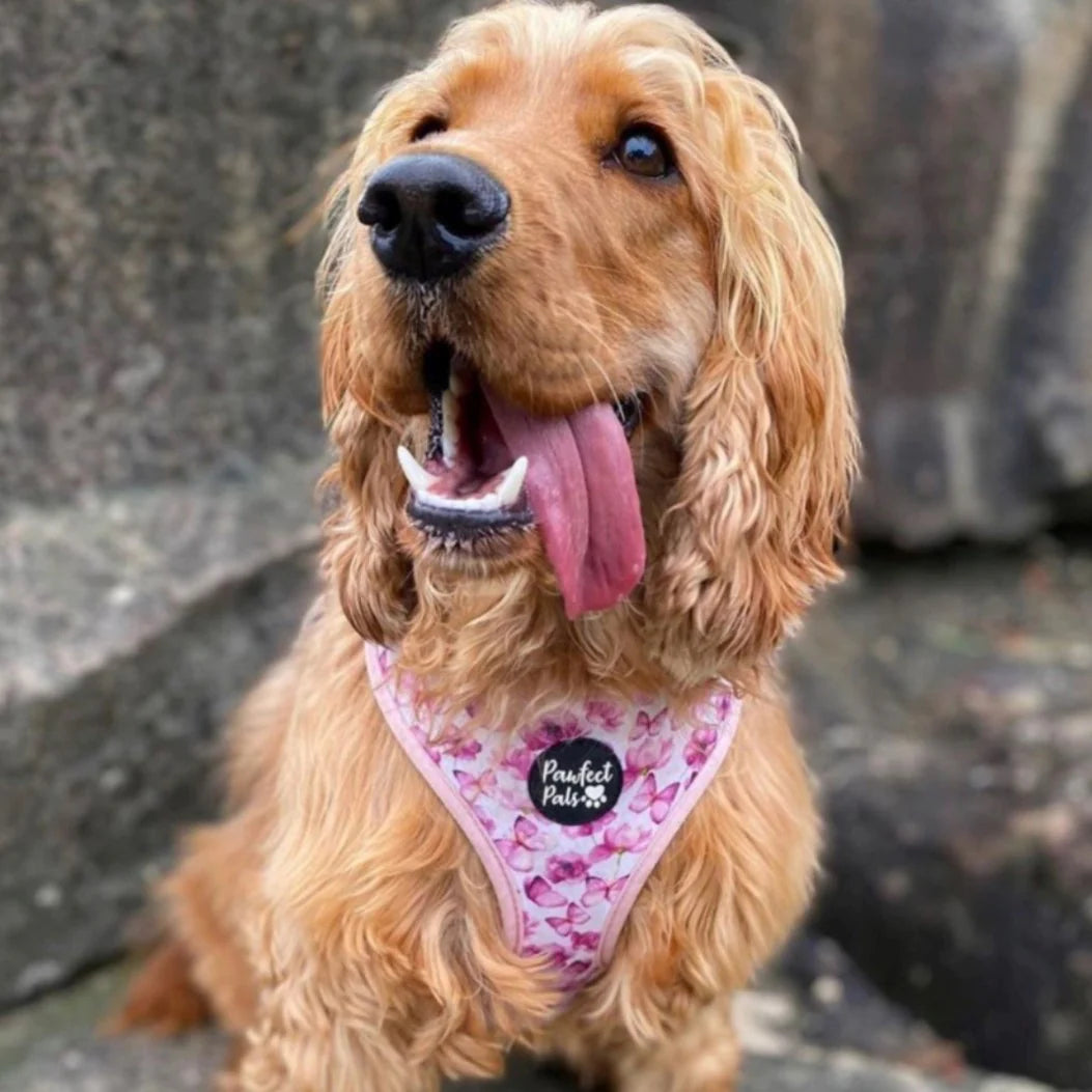 Reversible Dog Harness - Butterflies